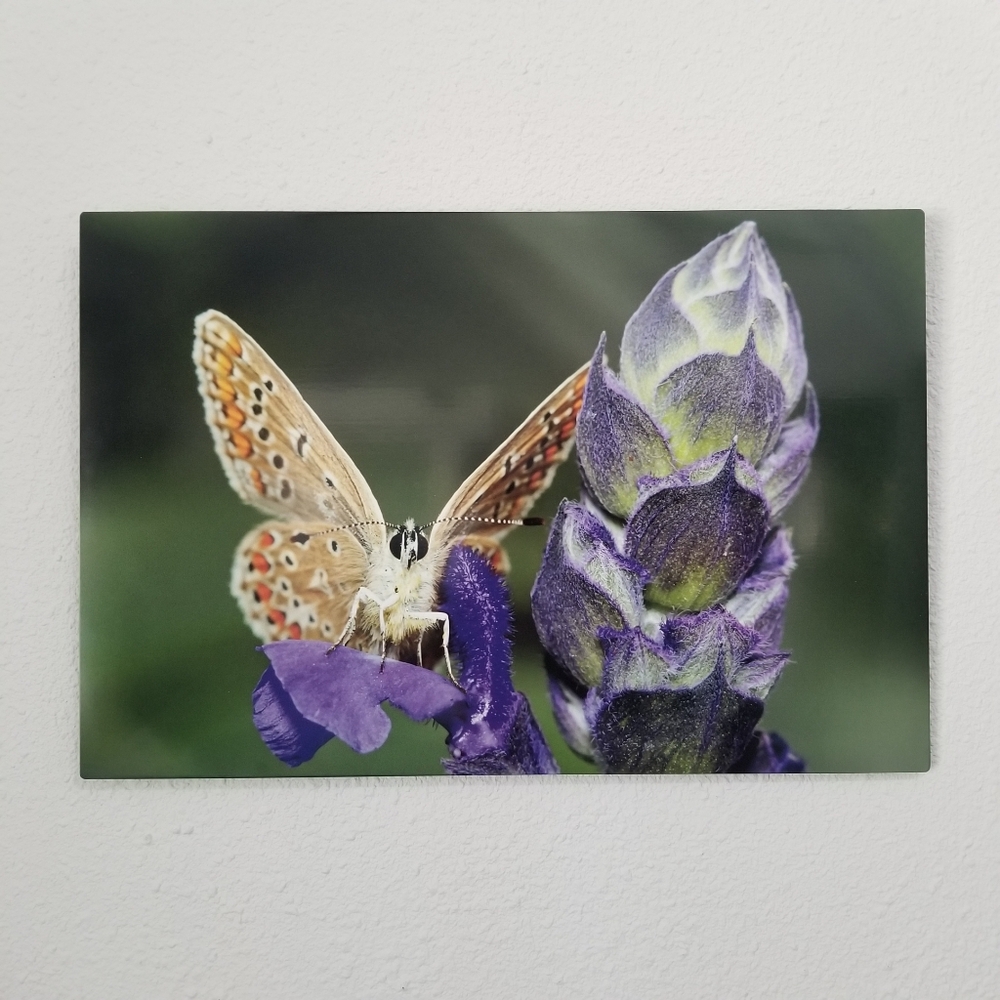 Original Wildlife Photo Metal Print LE Signed COA Common Blue Butterfly 12 x 18
